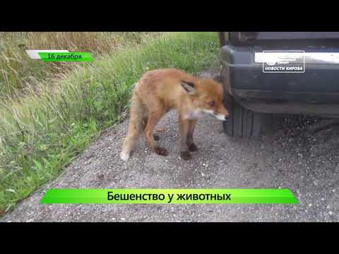 ЦДС запустила новый способ отслеживания автобусов  Короткой строкой  Новости Кирова 16 12 2019