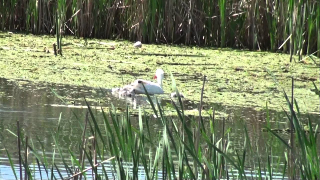 Coscoroba y flia/Coscoroba Swans and cygnets - Cora Rimoldi 