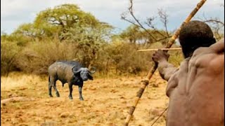 Hadzabe Made it Again with An African Buffalo and wild for Breakfast | True documentary