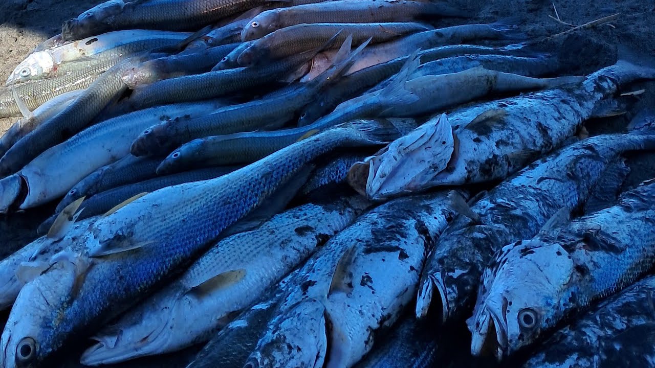 Bahia San Blas Martes 7 de Octubre 2025 Pescadillas y panzones en Playa de arena. Pesconnnn!!!!!🎣