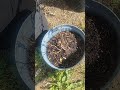 Garden Update 🌱 Everything is finally growing! #gardenupdate #gardening #plantgrowth #beginners