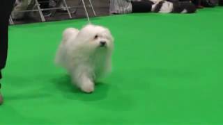 Havanese Dogs Crufts 2020