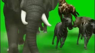 Green Screen Zoo escape