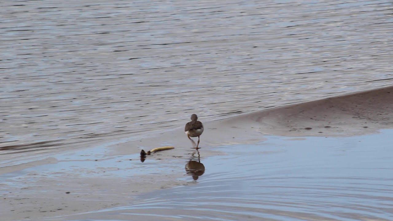 Кулик мородунка на песчаной отмели - YouTube