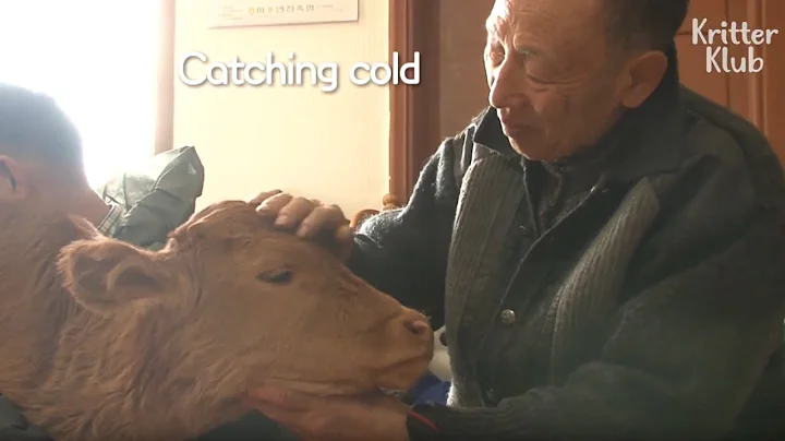 Sweet Calf Loves A Human Grandfather More Than Her Mom | Kritter Klub - DayDayNews