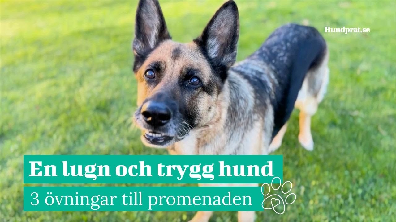 En lugn och trygg hund - 3 övningar till promenaden