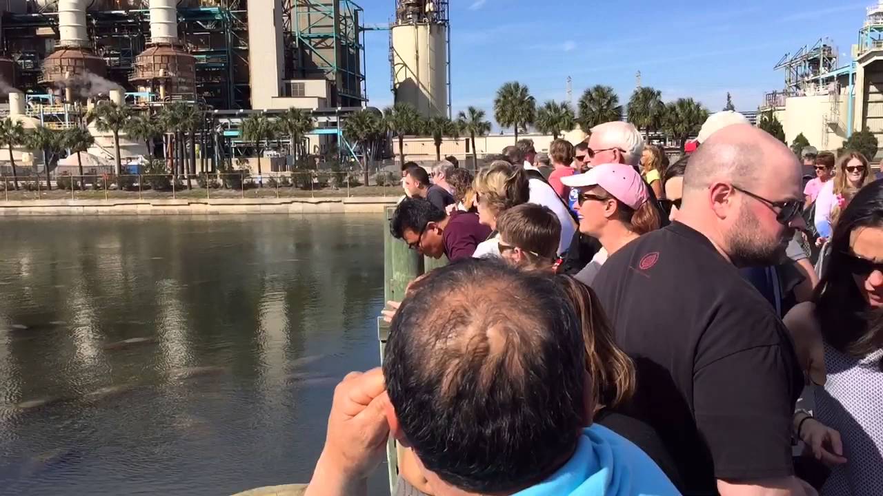 A Sunday afternoon with the manatees