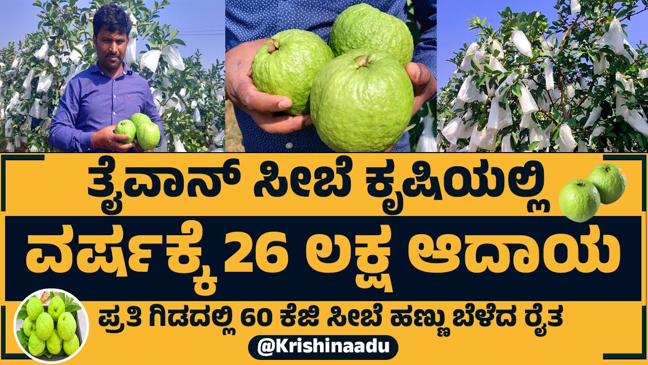 ತೈವಾನ್ ಸೀಬೆ ಕೃಷಿಯಲ್ಲಿ ವರ್ಷಕ್ಕೆ 26 ಲಕ್ಷ ಆದಾಯ ಮಾಡಿದ ಯುವ ರೈತ ಸಂತೋಷ್ |Guava Farming In karnataka | Guava