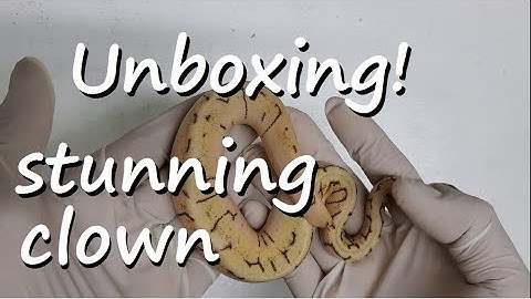 Unboxing ball python + Stunning clown