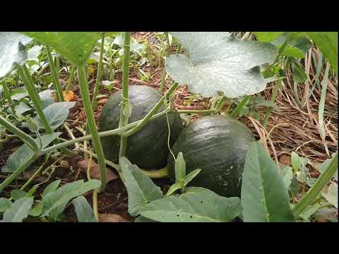 Video: Rock Garden For Shade Spots: Cây trong vườn đá có bóng râm Yêu thương