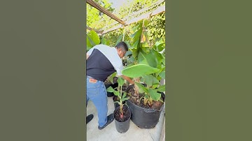 Cây Chuối Sau Hè – Người Bạn Hiền Hậu Của Mọi Nhà Việt