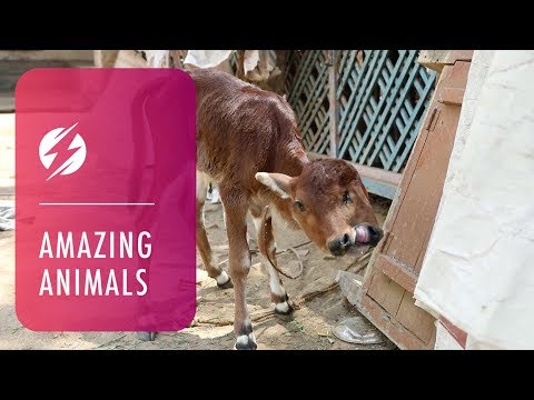 Miracle Calf Born With Two Heads And Three Eyes - Miracle Calf Born With Two Heads And Three Eyes