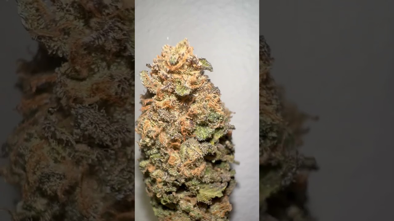 Mimosa vs Orange Punch - Barneys Farm