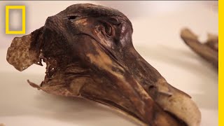 This Famous Dodo Didn't Just DieβIt Was Murdered | National Geographic