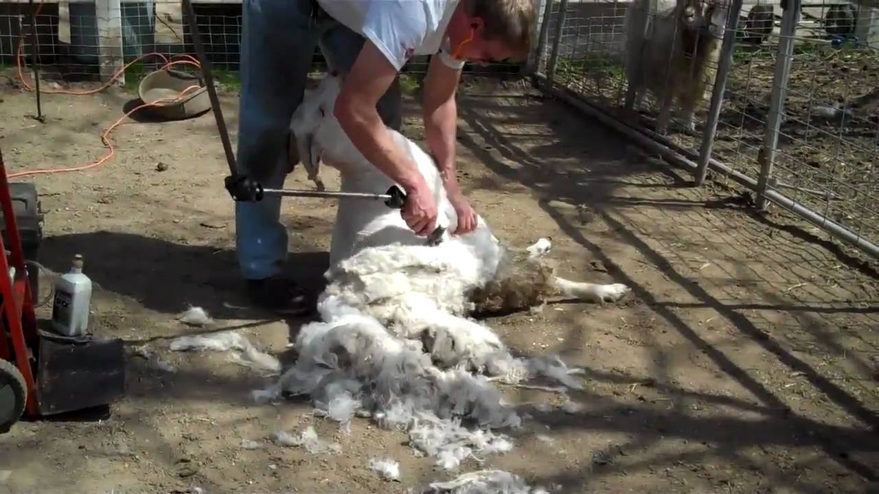 Sheep and Goat Shearing by Karl Salomonson A Chance for Bliss YouTube