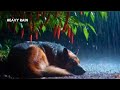 Heavy Rain ASMR at Night 🌧️ German Shepherd Sleeping Under Red Chili Tree | Deep Relaxation no music