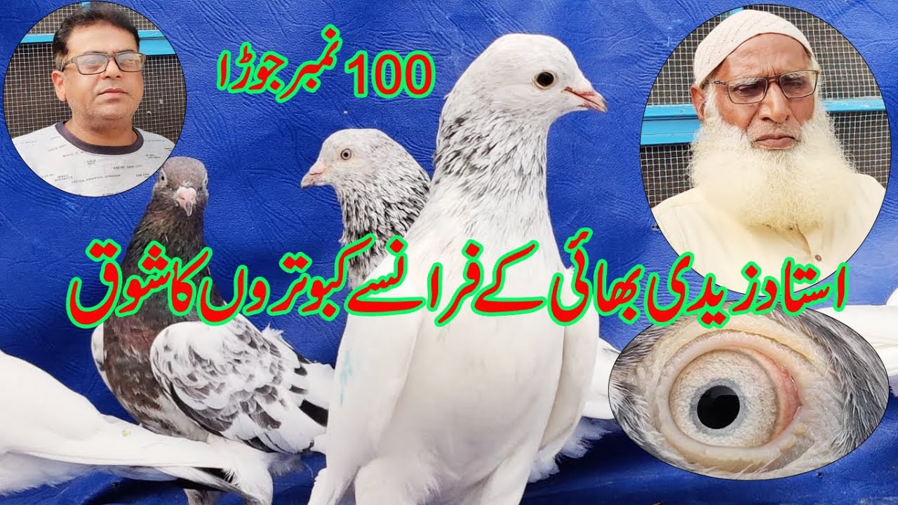 ustad zadi ke francy kabootaro ka shoq