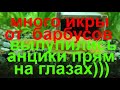 Много икры от барбусов, вылупились анциструсы прям на глазах...