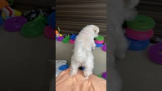 I thought he was looking for toys...#shorts #cutedog #maltese