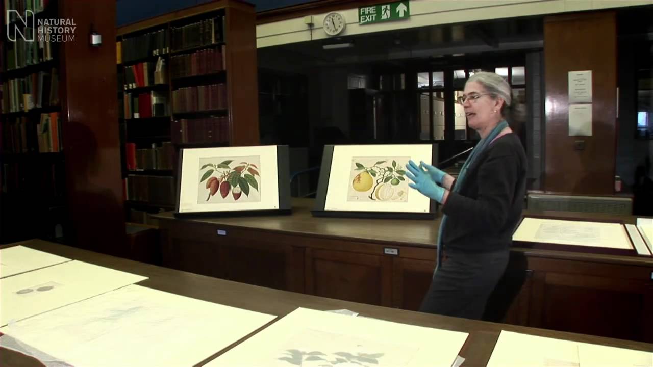 museums in london Nature in demand | Natural History Museum