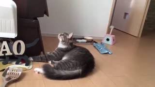 食いしん坊な猫 ノルウェージャンフォレストキャット glutton. Norwegian Forest Cat.