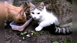 Giving Love in Every Bowl to Feeding Stray Cats in Ukraine