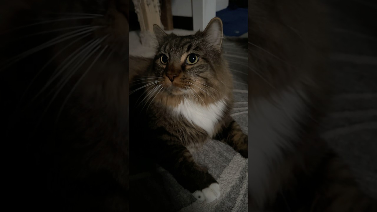 Разговариваю со своим котом об исследовании