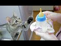 久しぶりに子猫に哺乳瓶でミルクをあげたら飲む！？