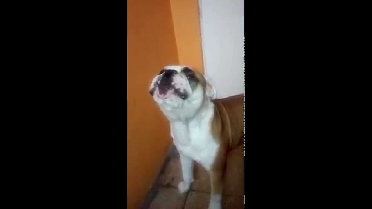 Bulldog ingles aullando YouTube