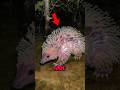 Top 3 HIDDEN Animals Nature Never Wanted Found 😨