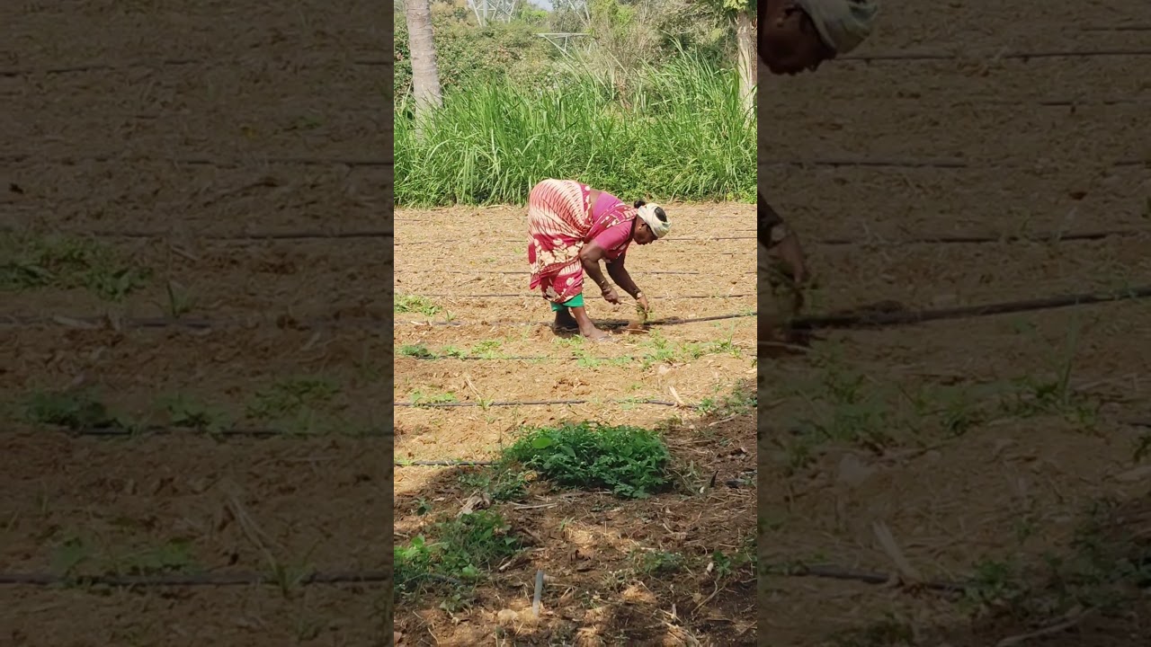 my mother hard work cleaning work 🍀🌱🌿🌺👍
