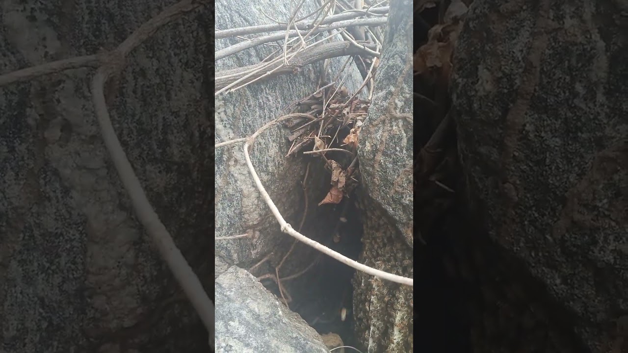 Veja que abelha  muito  grande nua loca de pedra faz muito  tempo  que  eu tinha  passado nessa🐝🐝🐝🐝