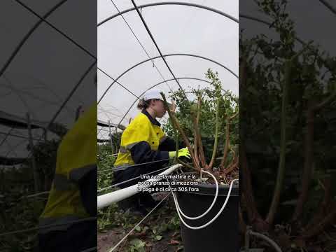 Lavori fatti in