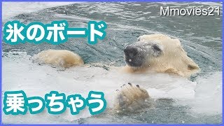 氷のサーフボードで遊ぶホッキョクグマ リラ Polar Bear plays on ice surfboard