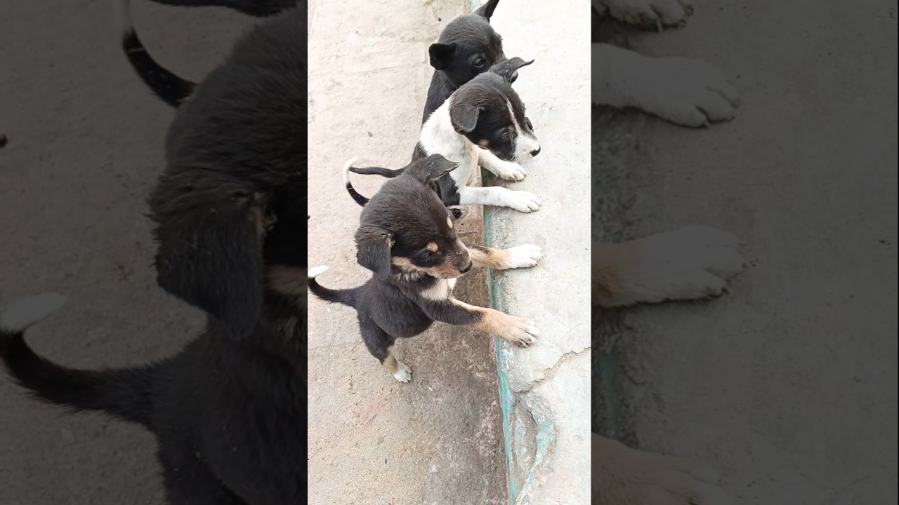 बेजुबान 🥹❤️‍🩹