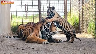 Релакс. Наблюдаем за тигриным семейством. Архив. Тайган. Relax Watching a tiger family.