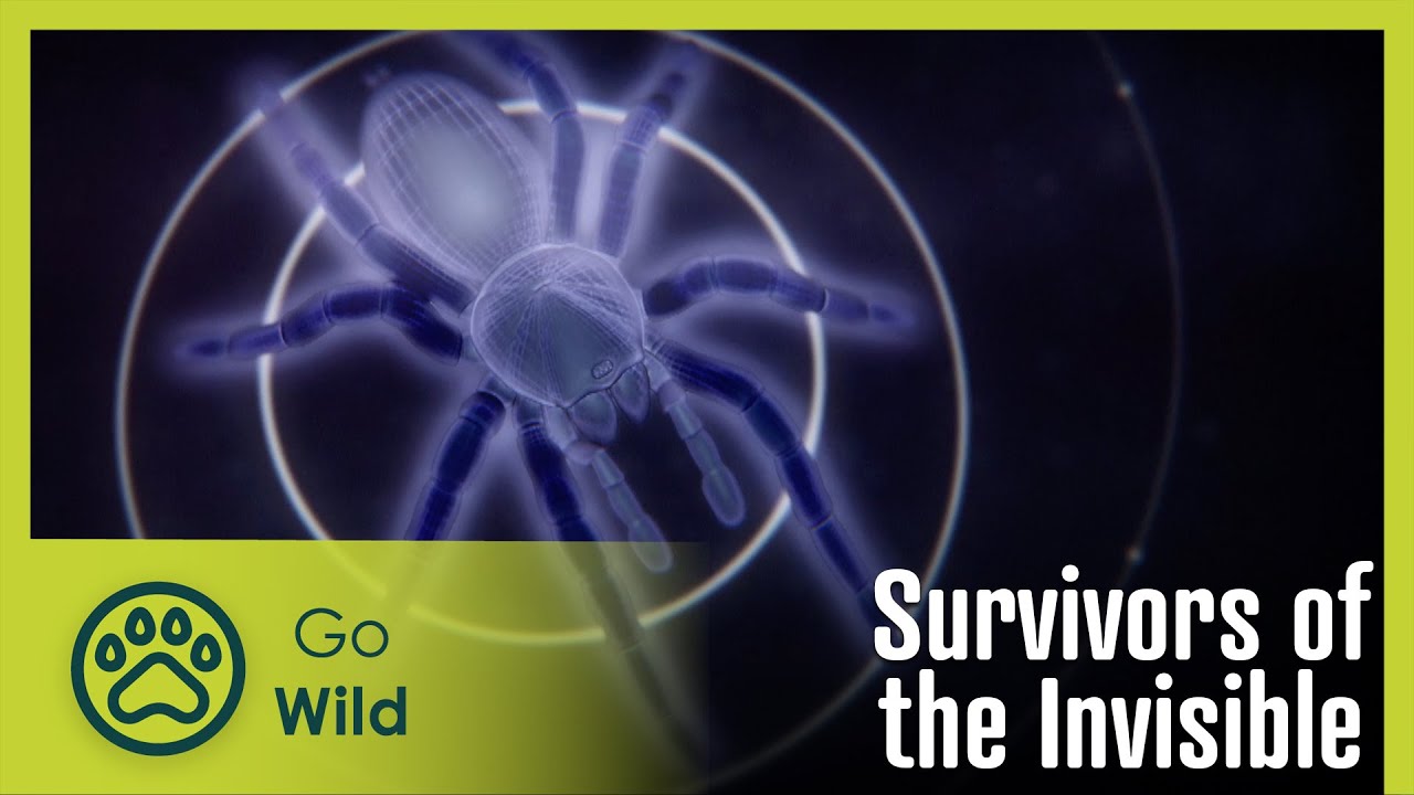 Documentary backdrop image for Survivors of the Invisible (2024)