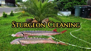 How to clean a sturgeon