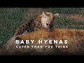 Hyenas Are Cuter Than You Think! 🐾 | 4K Safari Footage from Dulini, South Africa
