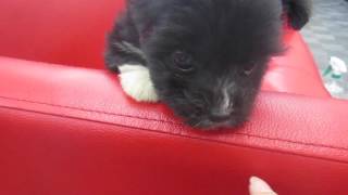 58262　ハーフポメプー