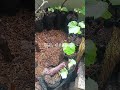Cara Memilih Bibit Pohon Anggur #gardening #shorts #nursery