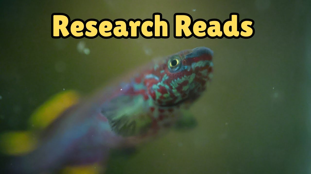 Phenotypic diversity in the Betta fish, CRISPR, Basic Aquaculture Genetics?? Reading Time!