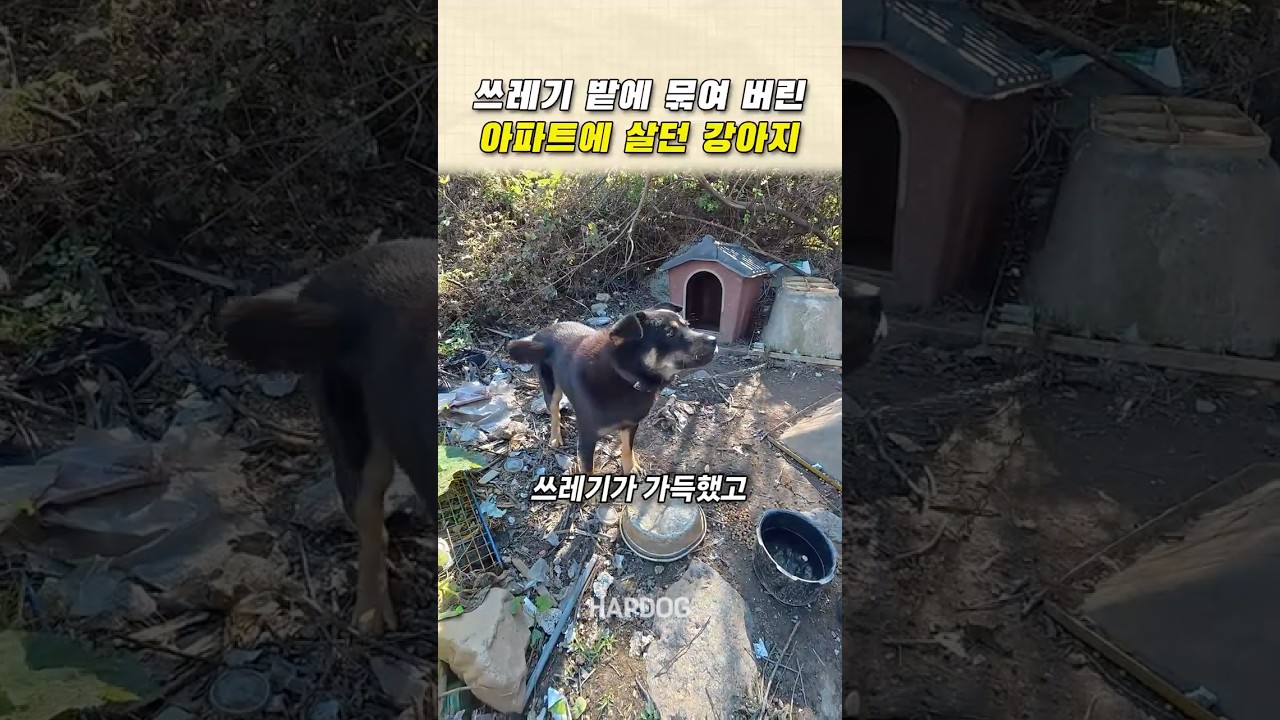 쓰레기 밭에 묶여 버린 아파트에 살던 강아지