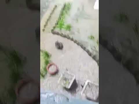 my duck shower