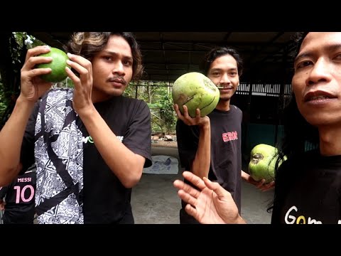 Panen Alpukat dan Kelapa Muda di Pegunungan | Melancong ke Trenggalek (part 5)