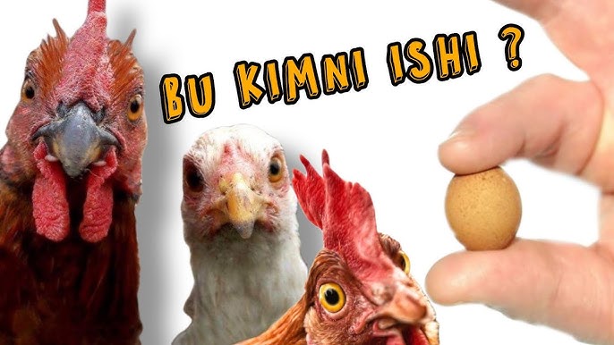 Kino jinsiy aloqa pilmiyanik