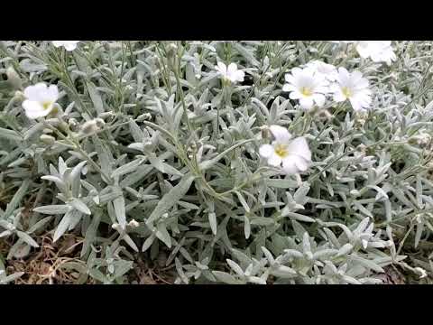 Snow - In - Summer Snow - In - Summer