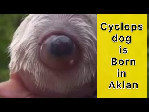 Cyclops dog in Aklan Philippines