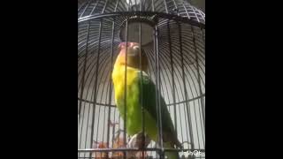 Ampuh!!! lovebird isian walang kecek cocok untuk masteran