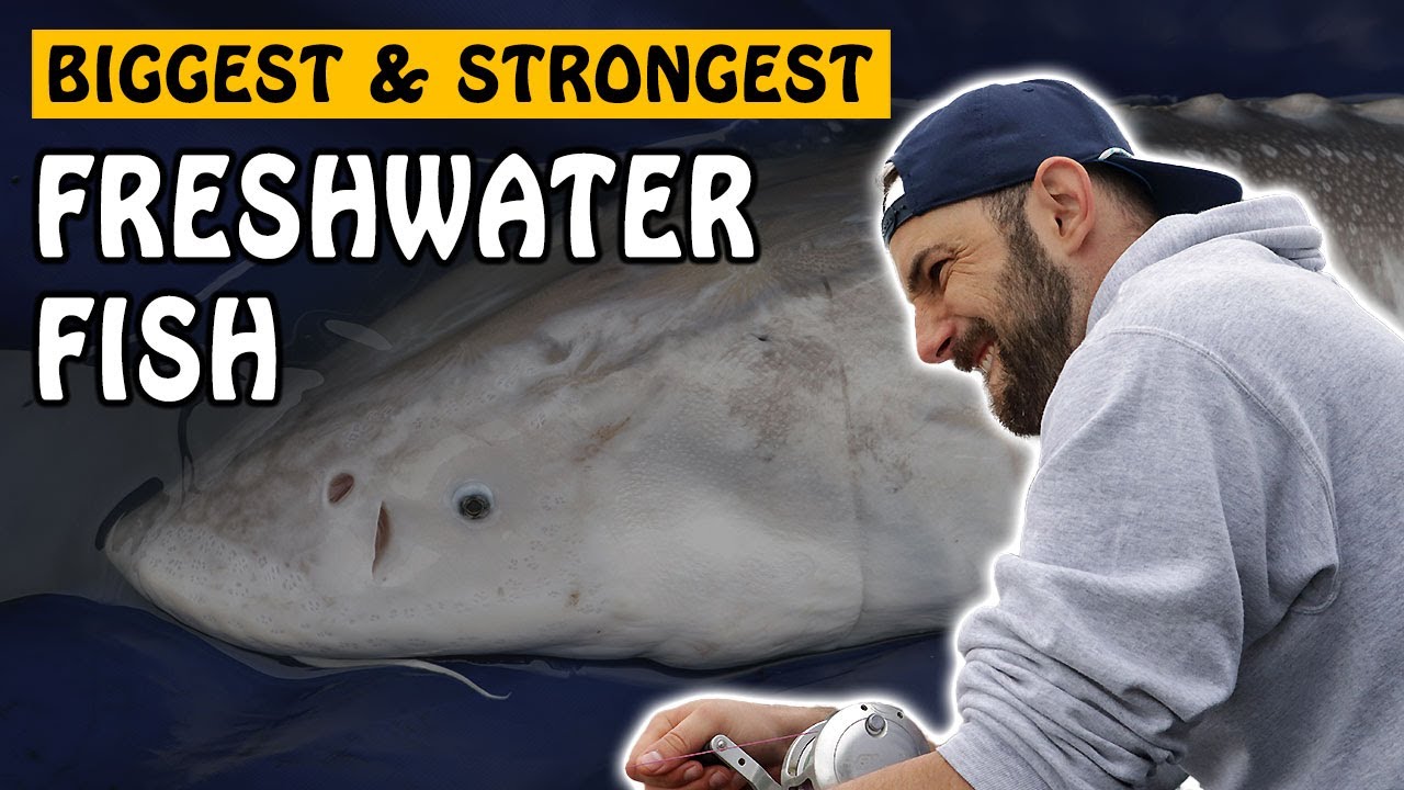 They Travel Here to Catch these MASSIVE FISH! | Fishing with Rod